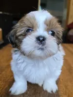 Bison, a male Shih Tzu for sale in Stroudsburg, PA – 5 of 9