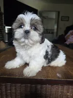 Jazmine, a female Shih Tzu for sale in Stroudsburg, PA – 2 of 5