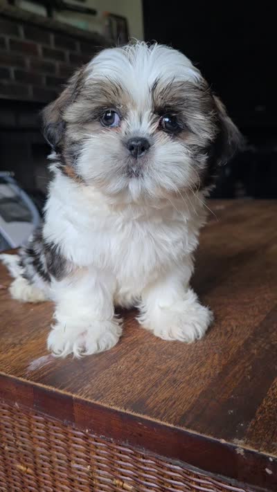 Jazmine, a female Shih Tzu for sale in Stroudsburg, PA – 5 of 5