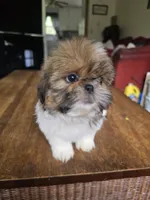 Layla, a female Shih Tzu for sale in Stroudsburg, PA – 4 of 7