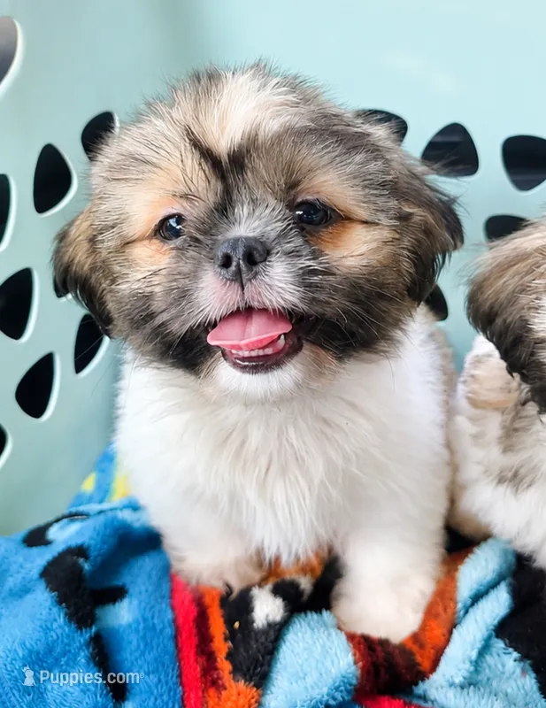 Tilly – Shih Tzu puppy for sale in Stroudsburg, PA