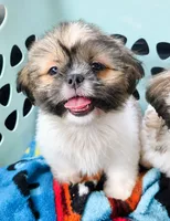 Tilly, a female Shih Tzu for sale in Stroudsburg, PA – 1 of 5
