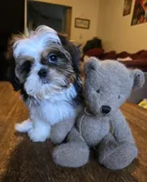 Perla, a female Shih Tzu for sale in Stroudsburg, PA – 3 of 7