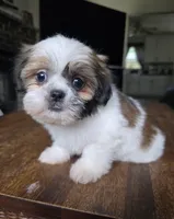 Merida, a female Shih Tzu for sale in Stroudsburg, PA – 4 of 5