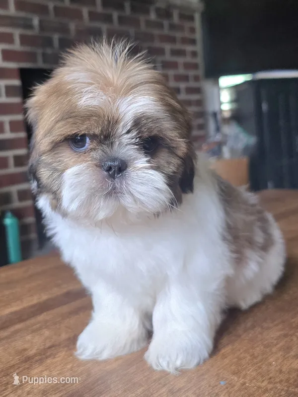 Ben – Shih Tzu puppy for sale in Stroudsburg, PA
