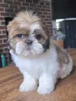 Ben, a male Shih Tzu for sale in Stroudsburg, PA – 1 of 8