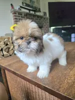 Layla, a female Shih Tzu for sale in Stroudsburg, PA – 7 of 7