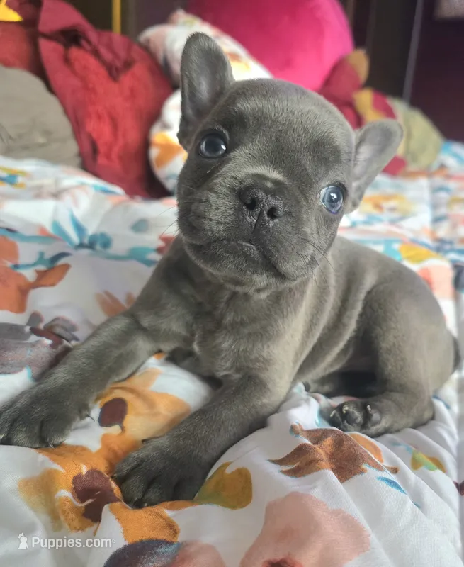 Ben – French Bulldog puppy for sale in Stroudsburg, PA