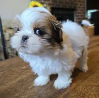 Gia, a female Shih Tzu for sale in Stroudsburg, PA – 5 of 9
