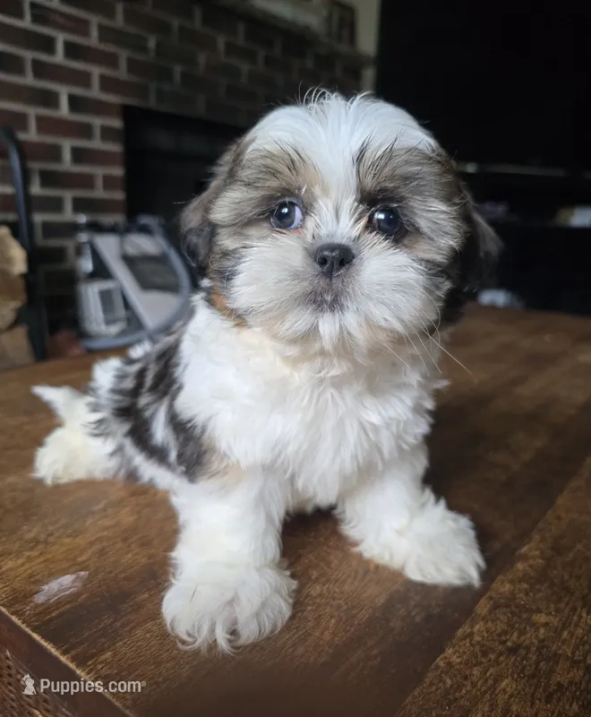 Jazmine – Shih Tzu puppy for sale in Stroudsburg, PA