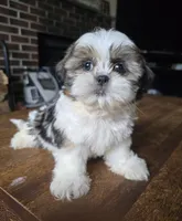 Jazmine, a female Shih Tzu for sale in Stroudsburg, PA – 1 of 5