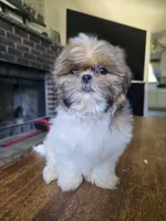 Layla, a female Shih Tzu for sale in Stroudsburg, PA – 2 of 3