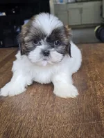Bo, a male Shih Tzu for sale in Stroudsburg, PA – 6 of 7