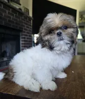 Layla, a female Shih Tzu for sale in Stroudsburg, PA – 3 of 3