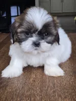Bo, a male Shih Tzu for sale in Stroudsburg, PA – 2 of 7