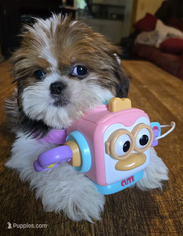 Lea – Shih Tzu puppy for sale in Stroudsburg, PA