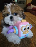 Lea, a female Shih Tzu for sale in Stroudsburg, PA – 1 of 5