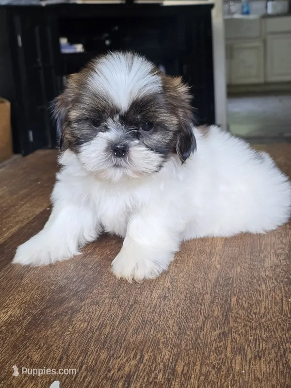 Bo – Shih Tzu puppy for sale in Stroudsburg, PA