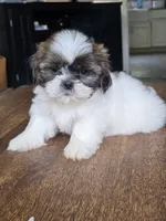 Bo, a male Shih Tzu for sale in Stroudsburg, PA – 1 of 7