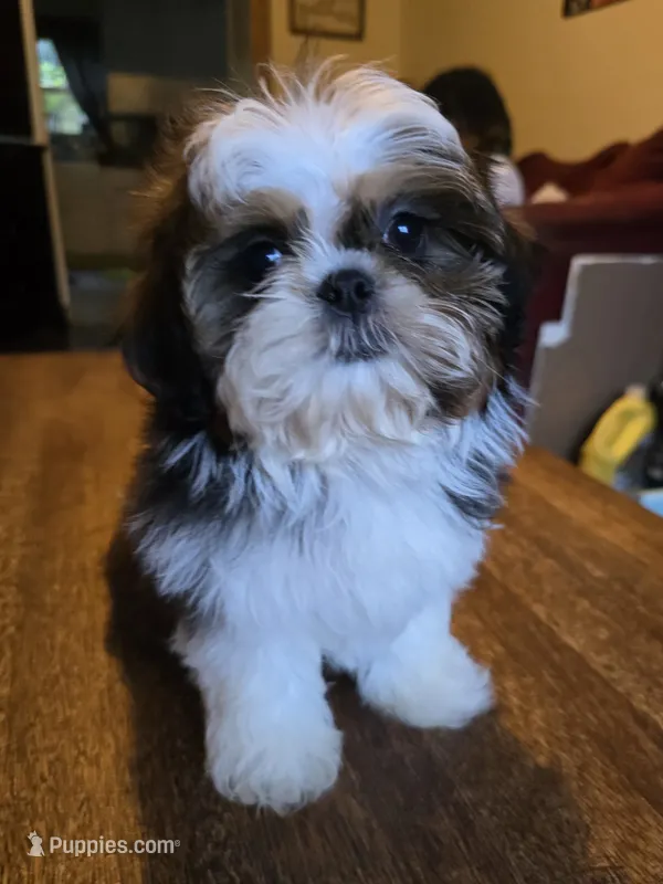 Perla – Shih Tzu puppy for sale in Stroudsburg, PA