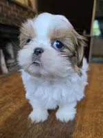 Gia, a female Shih Tzu for sale in Stroudsburg, PA – 9 of 9