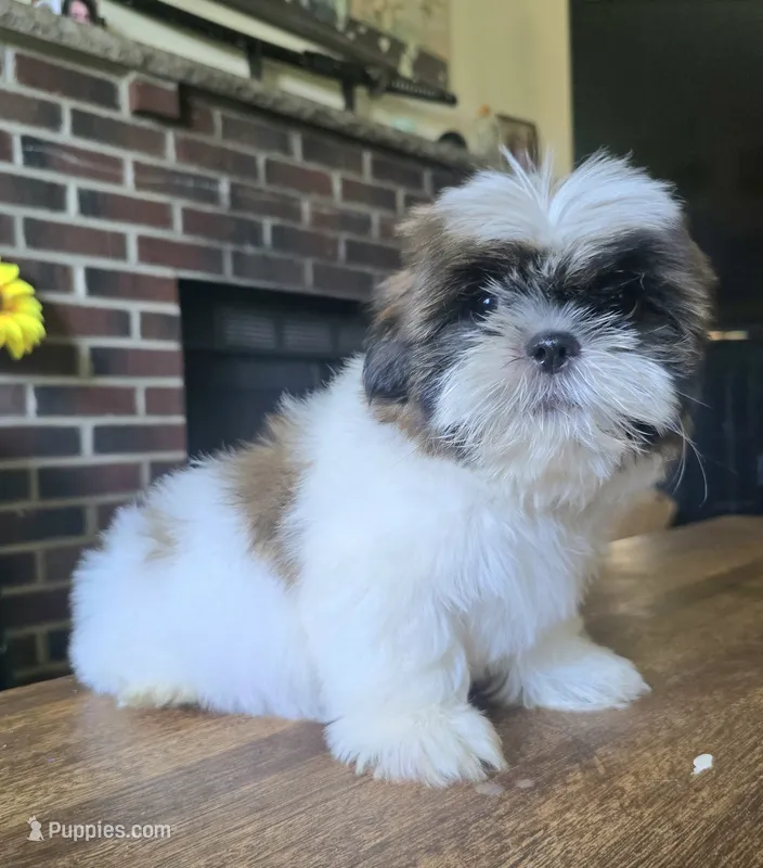 Bo – Shih Tzu puppy for sale in Stroudsburg, PA