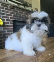 Bo, a male Shih Tzu for sale in Stroudsburg, PA – 1 of 3