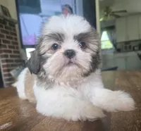 Chip, a male Shih Tzu for sale in Stroudsburg, PA – 4 of 7