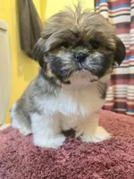 Emily, a female Shih Tzu for sale in Stroudsburg, PA – Photo 7 of 7