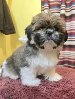 Emily, a female Shih Tzu for sale in Stroudsburg, PA – Photo 3 of 7
