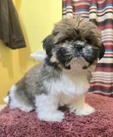 Emily, a female Shih Tzu for sale in Stroudsburg, PA – Photo 2 of 7