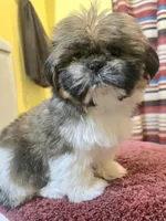 Emily, a female Shih Tzu for sale in Stroudsburg, PA – Photo 5 of 7