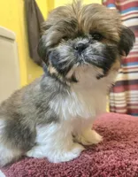 Emily, a female Shih Tzu for sale in Stroudsburg, PA – Photo 6 of 7