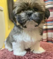 Emily, a female Shih Tzu for sale in Stroudsburg, PA – Photo 1 of 7