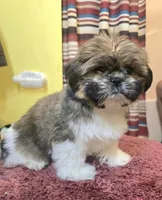 Emily, a female Shih Tzu for sale in Stroudsburg, PA – Photo 4 of 7