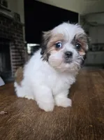 Merida, a female Shih Tzu for sale in Stroudsburg, PA – 3 of 5