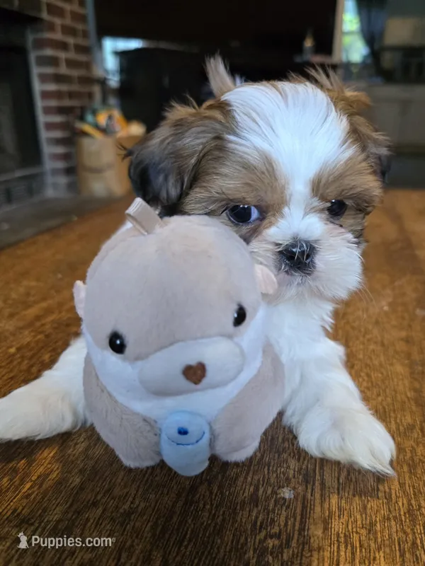 Bison – Shih Tzu puppy for sale in Stroudsburg, PA
