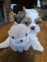 Bison, a male Shih Tzu for sale in Stroudsburg, PA – 1 of 9