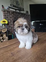 Ben, a male Shih Tzu for sale in Stroudsburg, PA – 7 of 8