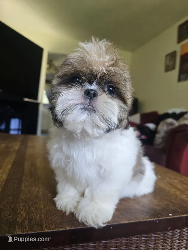 Ben – Shih Tzu puppy for sale in Stroudsburg, PA