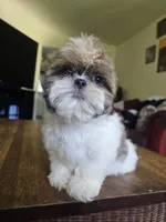 Ben, a male Shih Tzu for sale in Stroudsburg, PA – 1 of 3