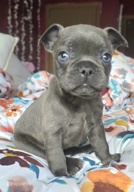 Pickles – French Bulldog puppy for sale in Stroudsburg, PA
