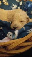 Butter, a male Goldendoodle for sale in Munith, MI – Photo 1 of 2