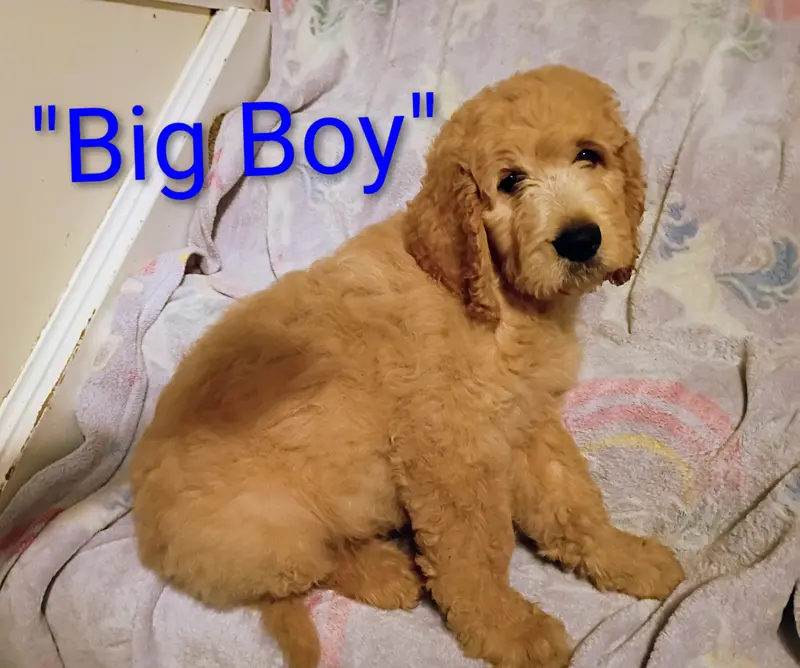 Big boy – Goldendoodle puppy for sale in Munith, MI
