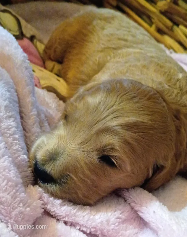 Miss Snuggles , a female Goldendoodle for sale in Munith, MI – Photo 1 of 1