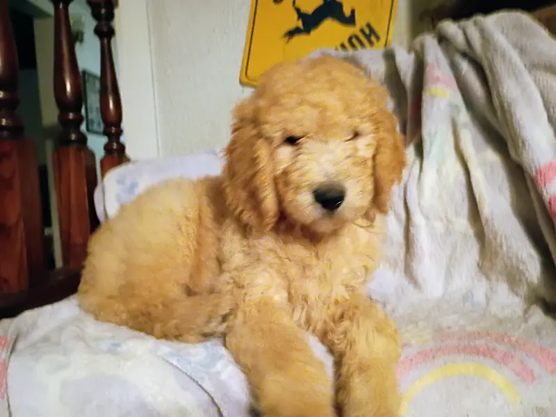 Sleepy – Goldendoodle puppy for sale in Munith, MI