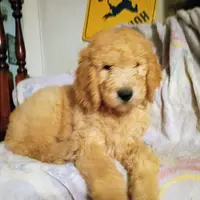 Sleepy, a male Goldendoodle for sale in Munith, MI – Photo 1 of 3