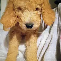 Sleepy, a male Goldendoodle for sale in Munith, MI – Photo 3 of 3