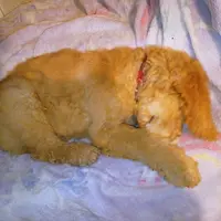 Sleepy, a male Goldendoodle for sale in Munith, MI – Photo 2 of 3