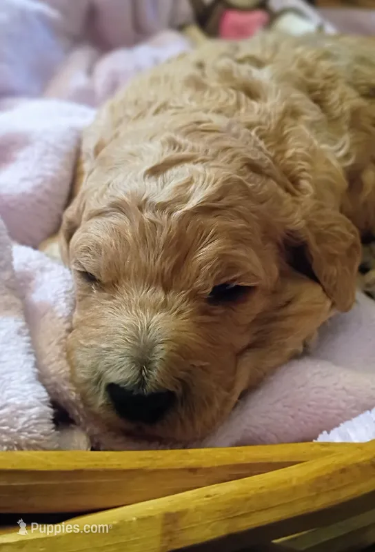 Curly Sue – Goldendoodle puppy for sale in Munith, MI